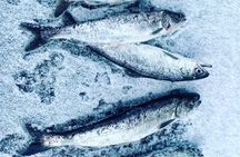"Aurora Ice" - Ice Fishing & Salmon Dinner Tour