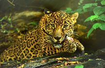  Maya Culture and History, Secluded Island and Animal Rescue Center at Maya Key