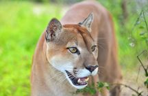  Maya Culture and History, Secluded Island and Animal Rescue Center at Maya Key