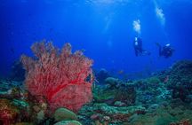 Two fun dives morning trip