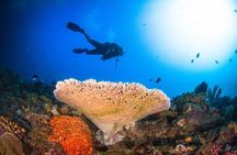 Two fun dives morning trip