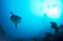 Two fun dives morning trip