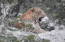 2 Days Safari Tour in Jawai and Jodphur