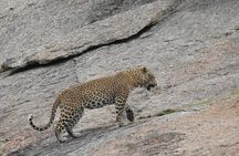 2 Days Safari Tour in Jawai and Jodphur