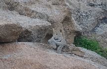 2 Days Safari Tour in Jawai and Jodphur