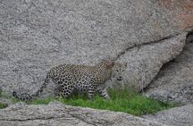 2 Days Safari Tour in Jawai and Jodphur