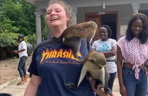 Wli Waterfalls, Mount Afadjato & Tafi Atome Monkey Sanctuary