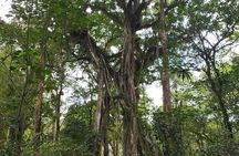 Bali Jungle Escapade: Rainforest and Waterfall Trekking
