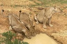 1-Day Private Safari in Mikumi from Zanzibar
