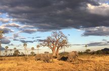 1-Day Private Safari in Mikumi from Zanzibar