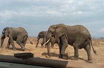 1-Day Private Safari in Mikumi from Zanzibar