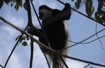 7 Days Guided Mount Kilimanjaro Climb via Rongai Route 