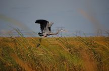 Private Tour: Florida Everglades Airboat Ride and Wildlife Adventure