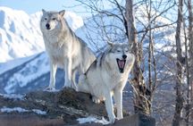 Ultimate Anchorage Winter Wildlife & Sunset Tour