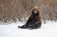Ultimate Anchorage Winter Wildlife & Sunset Tour