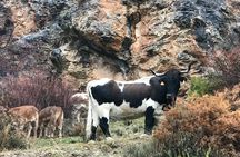 From Granada: Sierra Nevada Safari tour up to 2500 meters high 