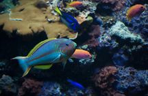 2-Hour Diving & Diving in Marina del Plemmirio Area in Syracuse