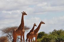 7 Day Classic Kenyan Safari with Unlimited Game Drives