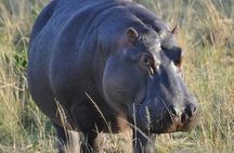 7 Day Classic Kenyan Safari with Unlimited Game Drives