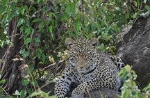 7 Day Classic Kenyan Safari with Unlimited Game Drives