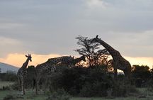 3 Days Masai Mara Wildlife Safari