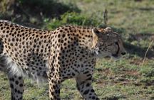 3 Days Masai Mara Wildlife Safari