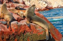 From Lima : Paracas and Huacachina Oasis Full Day Guided Tour