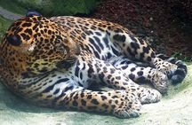 Full Day Poas Volcano, La Paz Waterfall Gardens and Coffee Plantation Experience