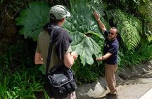 Full Day Poas Volcano, La Paz Waterfall Gardens and Coffee Plantation Experience
