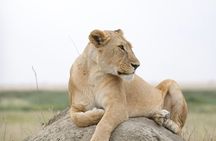 Tarangire Joint Tour(Free Accommodation before safari)