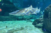 Snorkeling with Giant Turtles, The Odyseo Aquarium & Port Louis