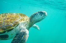 Snorkeling with Giant Turtles, The Odyseo Aquarium & Port Louis
