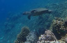 Wonderful Snorkeling Trip from Manila! updated 2023***