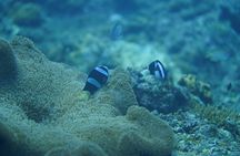 Wonderful Snorkeling Trip from Manila! updated 2023***