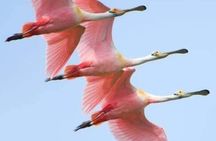 4 Days Lake Nakuru and Masai Mara Safari