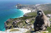 Cape Point ,Cape of Good Hope and Table Mountain Tour .