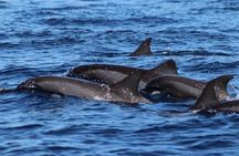 Whale Watching at TAHITI with Tahiti Snorkeling and Whale tour