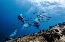 Basic Diver ( One Day Experience)