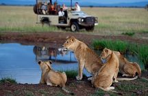 Full Day Hluhluwe Imfolozi Game Reserve Tour from Durban