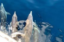 Mount Athos Sightseeing Luxury Cruise with Glassbottom 