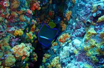Snorkeling at Caño Island 