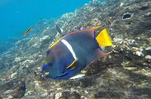 Snorkeling at Caño Island 
