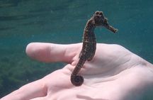 Swim With Turtles 