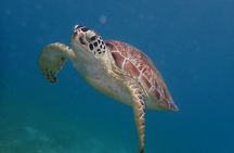 Swim With Turtles 