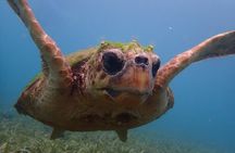 Swim With Turtles 