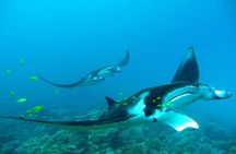 Private Reef Discovery Luxury Dream Day Tour in Bora Bora
