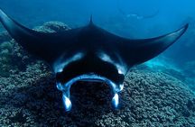 Reef Discovery Luxury Water Lunch Cruise