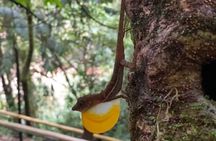 Nauyaca Waterfalls Tour from Uvita