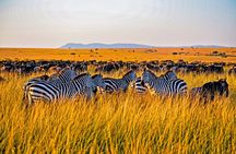 3-Day Masai Mara Jeep Safari