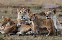 3-Day Masai Mara Jeep Safari
